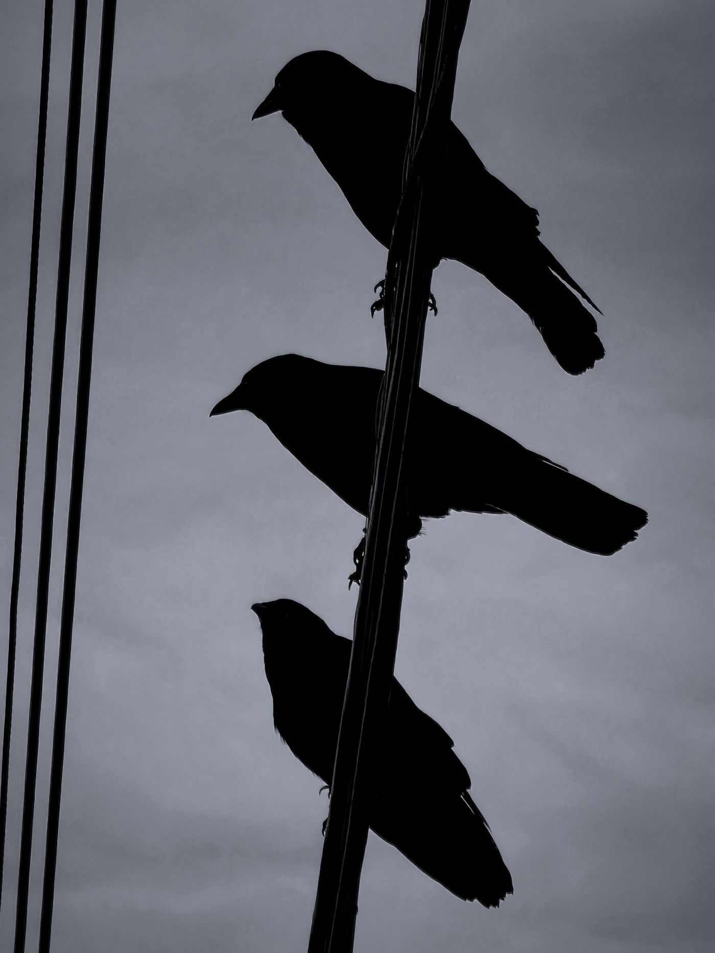 East Van telephone poles / citywide wires